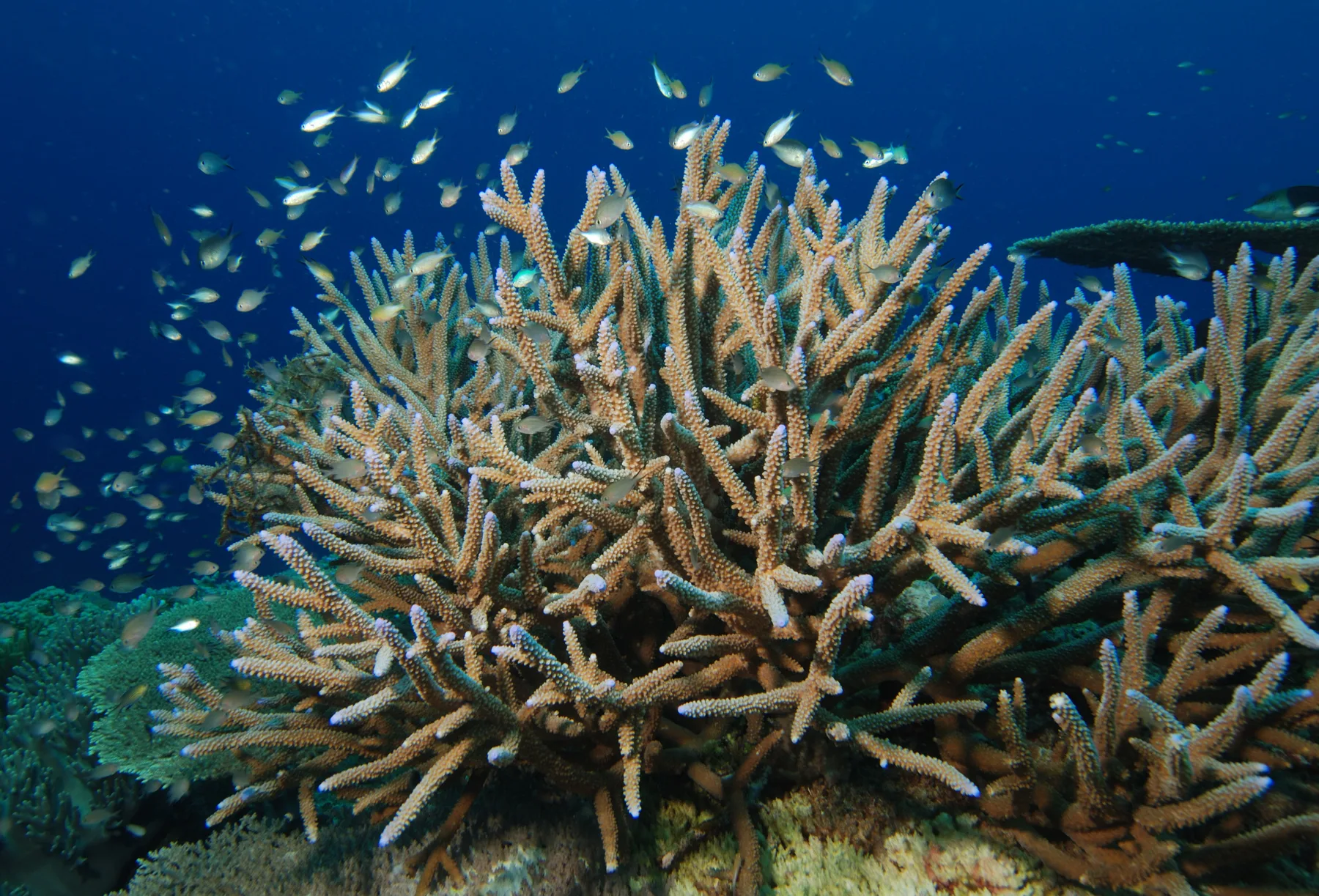 Branching Acropora coral underwater
